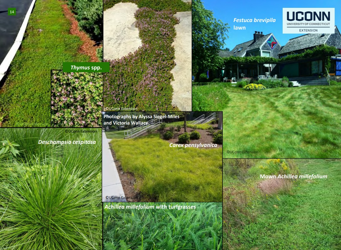 LOW-MAINTENANCE & ALTERNATIVE LAWN OPTIONS