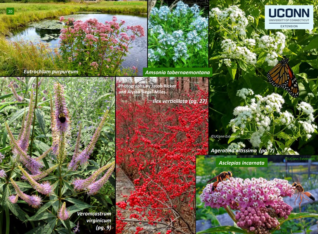 NATIVE PERENNIALS FOR RAIN GARDENS