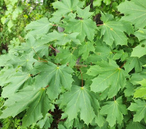 norway maple leaves