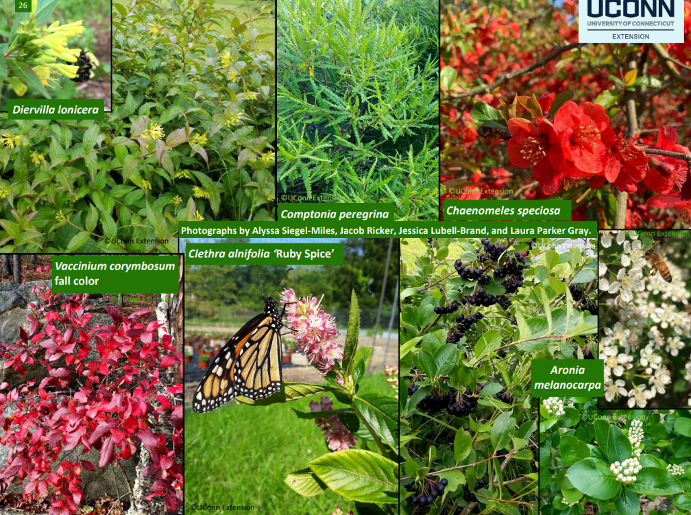 SALT TOLERANT AND COASTAL-AREA SHRUBS