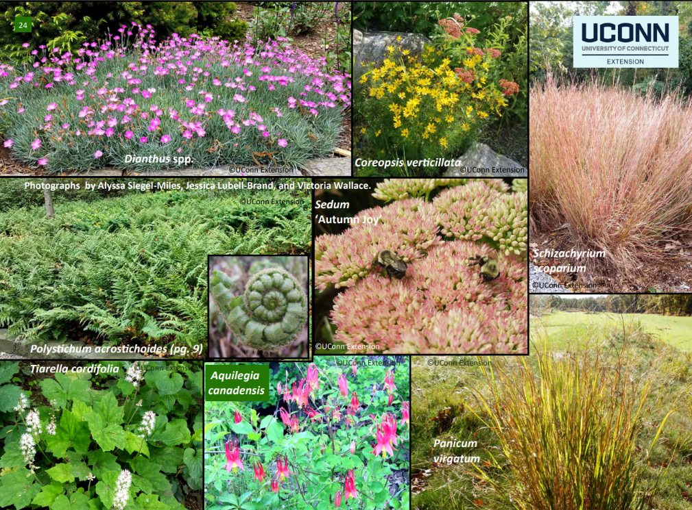 SALT TOLERANT & COASTAL-AREA PERENNIALS