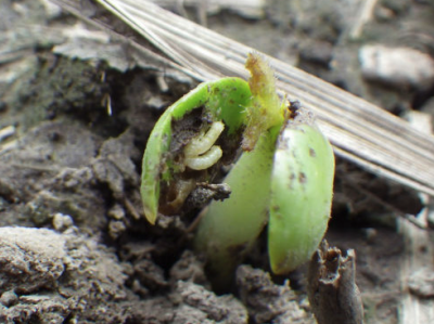 close up of two white maggots in bean cotyledon
