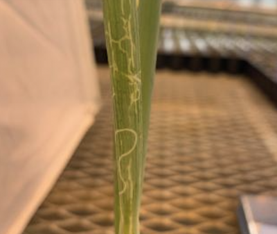 light lines on allium leaf