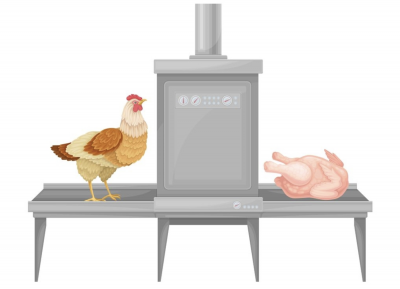 cartoon of chicken processing