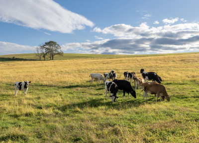 Cows grazing in a field on a sunny day