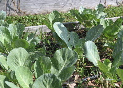 raised bed of collard greens