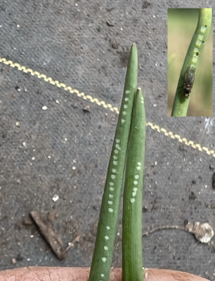 Hand holding two allium leaves with light markings and photo comparison of allium leaf miner