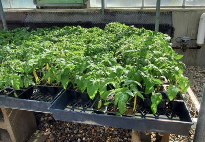 vegetable plants outside on a cold frame hardening off