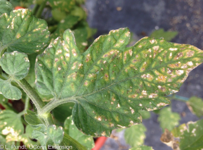 close up of leaf with white and yellow spots