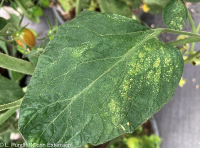 close up of green leaf with tiny white spots