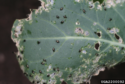 close up of green leaf with little black insects and feeding marks and holes on the leaf