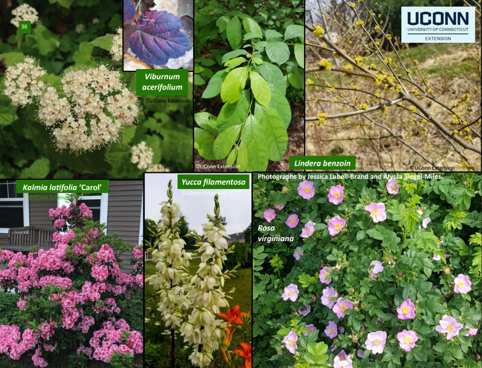 TOUGH NATIVE SHRUBS FOR CT LANDSCAPES