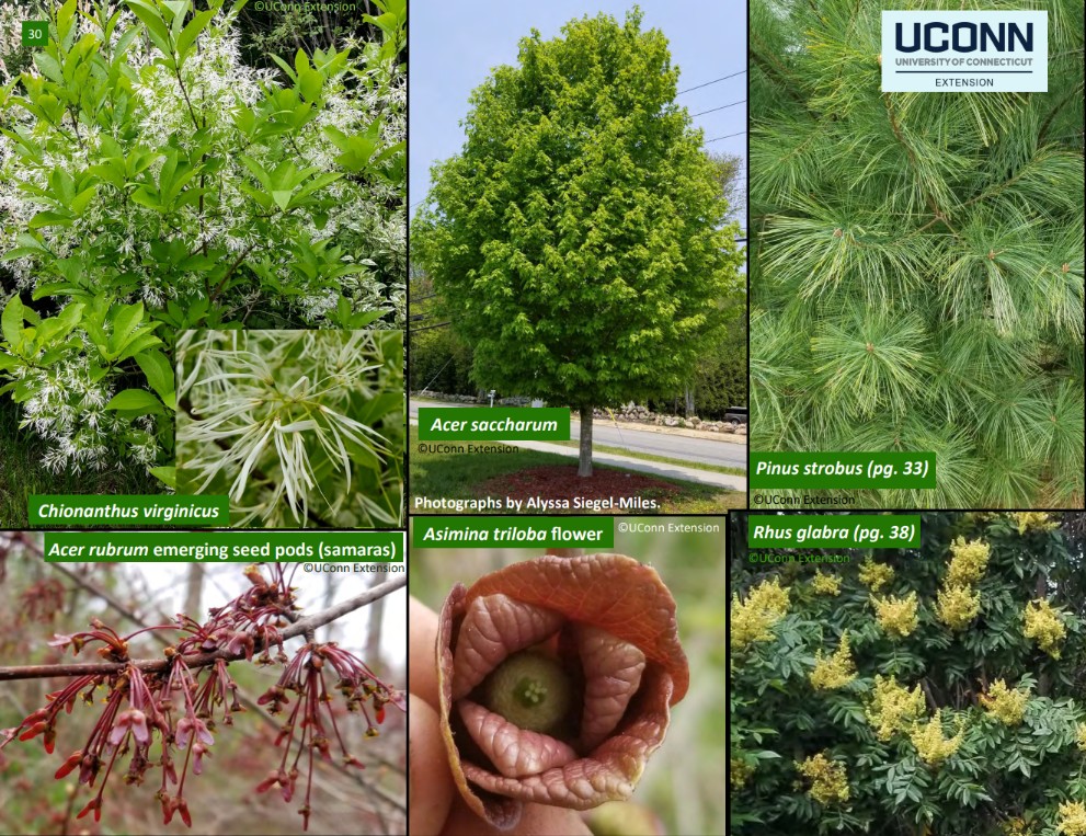 TOUGH NATIVE TREES FOR CT LANDSCAPES