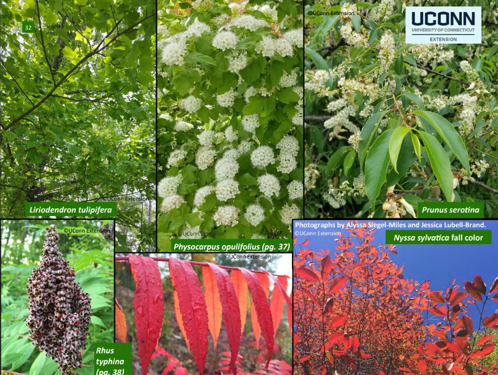 TOUGH NATIVE TREES FOR CT LANDSCAPES