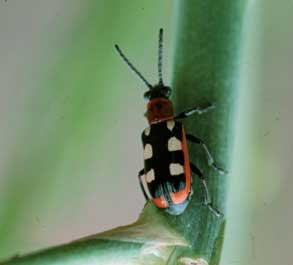 close up of gray and orange insect with six white spots
