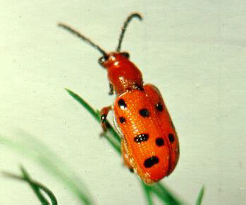 close up of orange/red insect with black spots