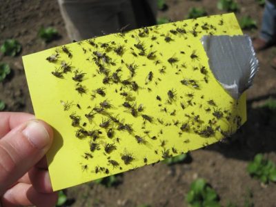 Yellow sticky paper with flies stuck to it