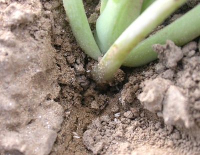 close up of cabbage maggot eggs on the base of a plant