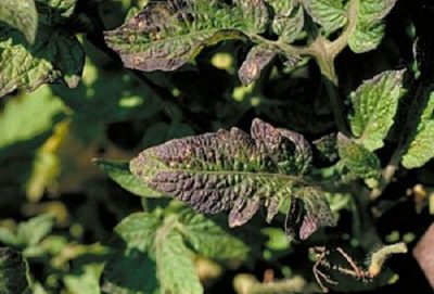 close up of tomato leaf with dark purple edges