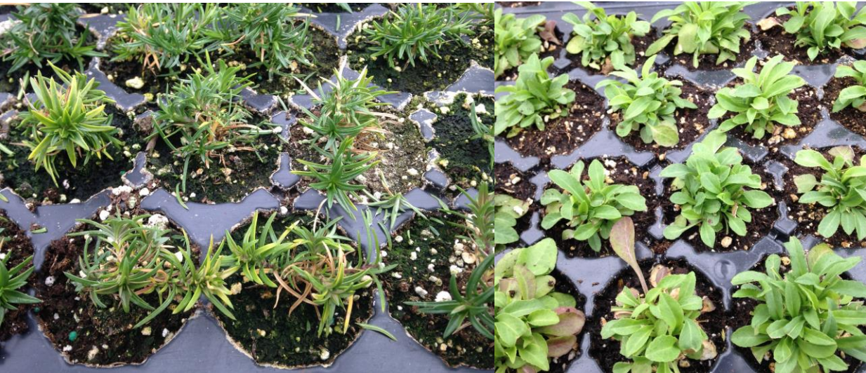 Figures 1 & 2: Black root rot infections resemble nutrient disorders. Photos by L. Pundt, UConn 