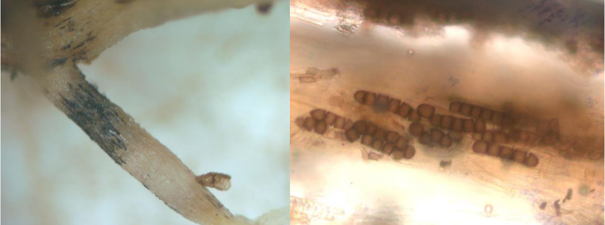 Figures 3 & 4: Black longitudinal areas on infected roots (on left) and thick-walled overwinteringspores (chlamydospores) (on right). Photos by J. Allen, UConn 