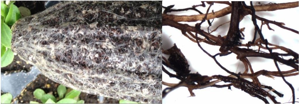 Figures 5 & 6: Roots turn off-color (on left) and may be blackened (on right) as infectionprogresses. Photos by L. Pundt, UConn 