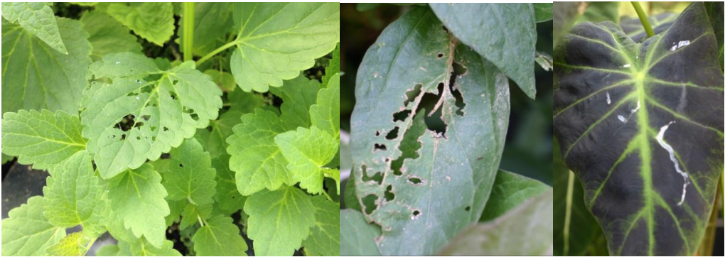 Figura 1: Daño por alimentación de babosas en Agastache (extremo izquierdo), en planta tropical (en el centro) y rastros de baba en Colocasia (a la derecha). Fotos de L. Pundt