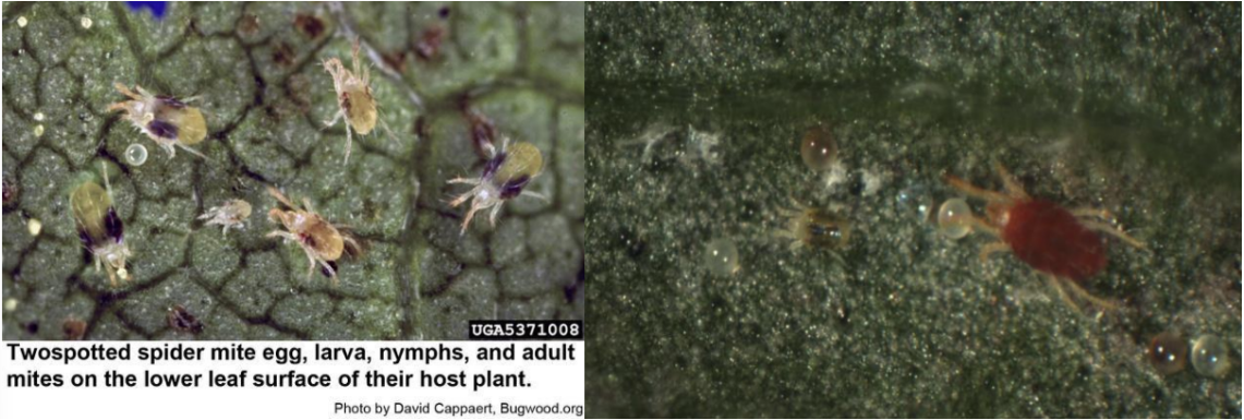 Figura 1: Huevo, larvas, ninfas y adulto del ácaro araña de dos manchas. Foto de David Cappert, Bugwood.org (a la izquierda) y hembra adulta en diapausa de color naranja brillante (a la derecha). Foto de L. Pundt