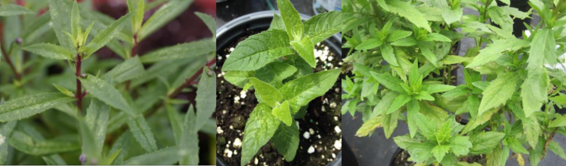 Figura 2: Moteado o punteado como signos de alimentación de ácaros araña en Angelonia (a la izquierda), monarda o bee-balm (en el centro) y amarillamiento de hojas en Boltonia (a la derecha), asemejándose a un desorden nutricional. Fotos de L. Pundt