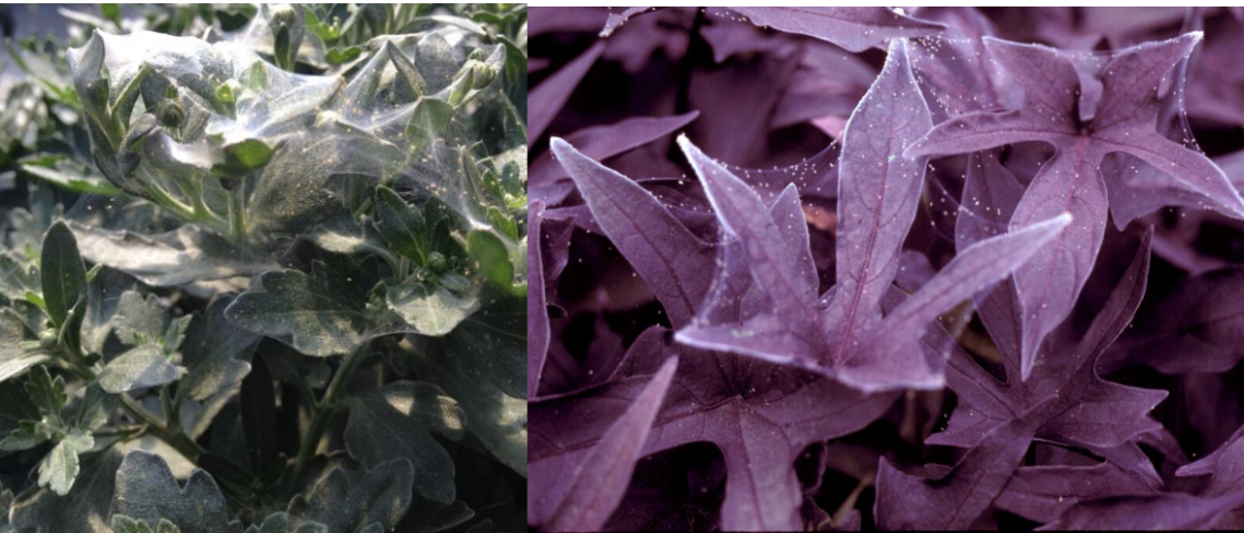 Figura 3: Cuando se desarrollan altas poblaciones de ácaros araña, se puede observar una fina telaraña en crisantemos de jardín (a la izquierda) e Ipomoea (a la derecha). Los ácaros araña migran al crecimiento nuevo y joven donde pueden transportarse fácilmente por el aire y ser llevados a nuevos hospederos. Fotos de L. Pundt