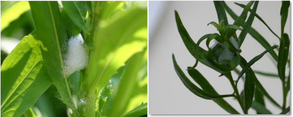 Figuras 1 y 2: Masas de espuma. Fotos de L. Pundt