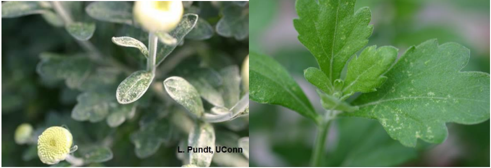 Figura 1: Flores de crisantemo que no se desarrollan completamente debido a la alimentación de TPB (izquierda) y manchas en la hoja (derecha). Fotos de L. Pundt