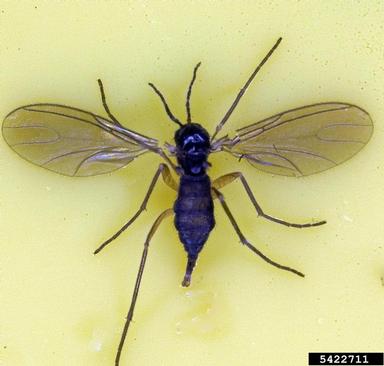 close up of black insect with wings