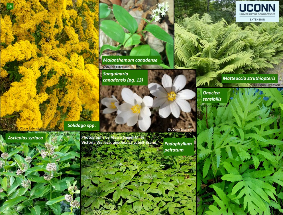 AGGRESSIVE GROUND COVERS SOLUTION PLANTS