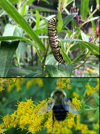 Bee and caterpillar
