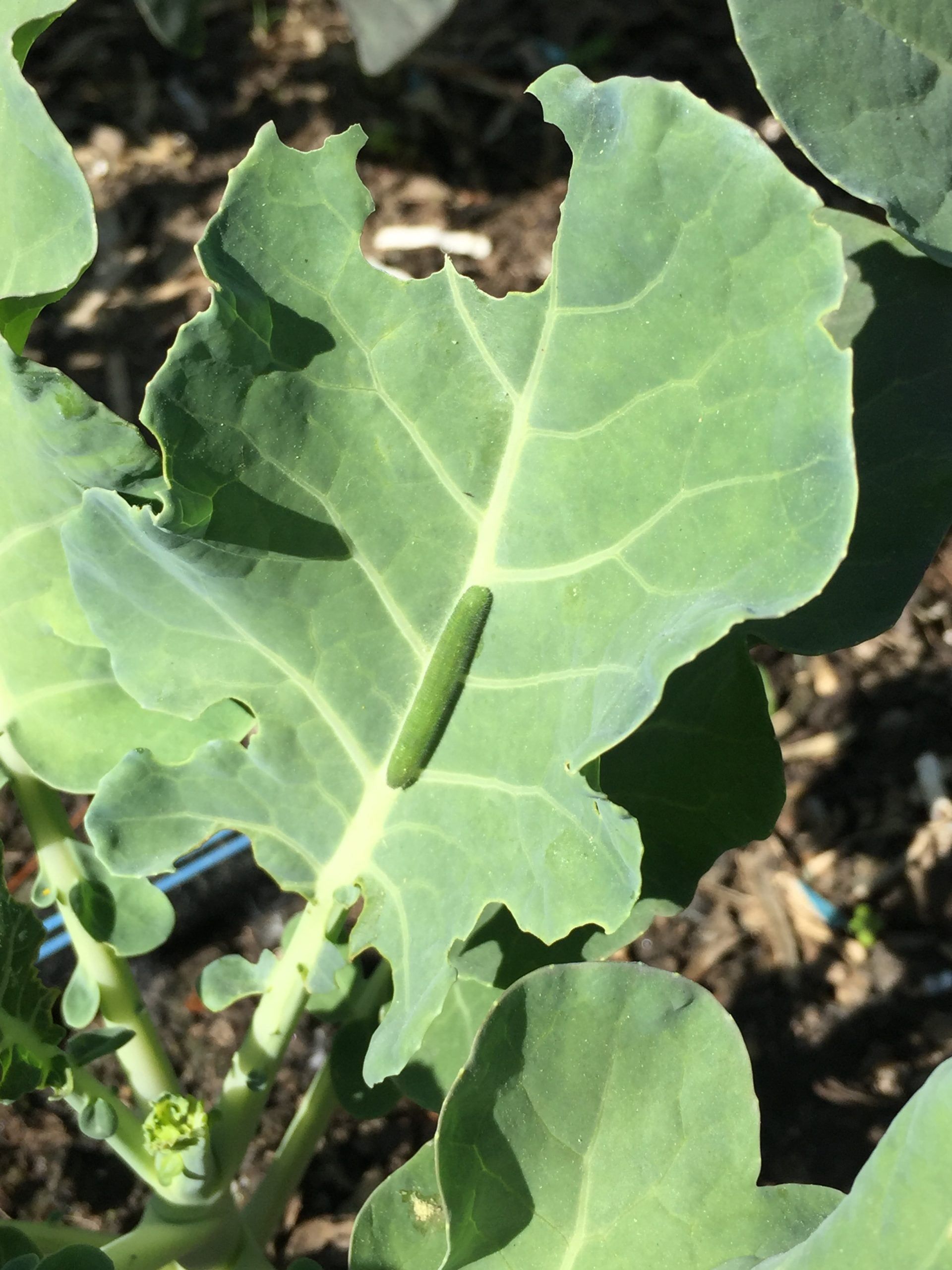 Green caterpillar on broccoli leaf. 