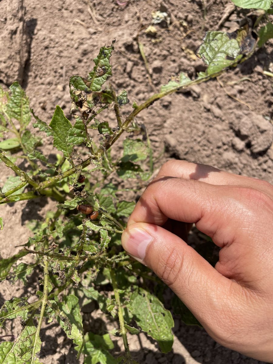 Hand holding plant with deep orange CPB instar
