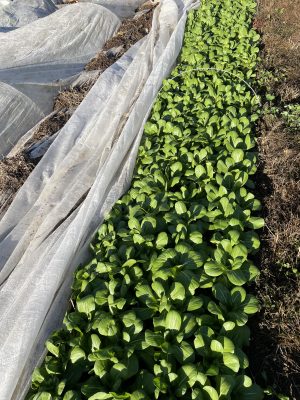 row of baby bok choy with open white row cover