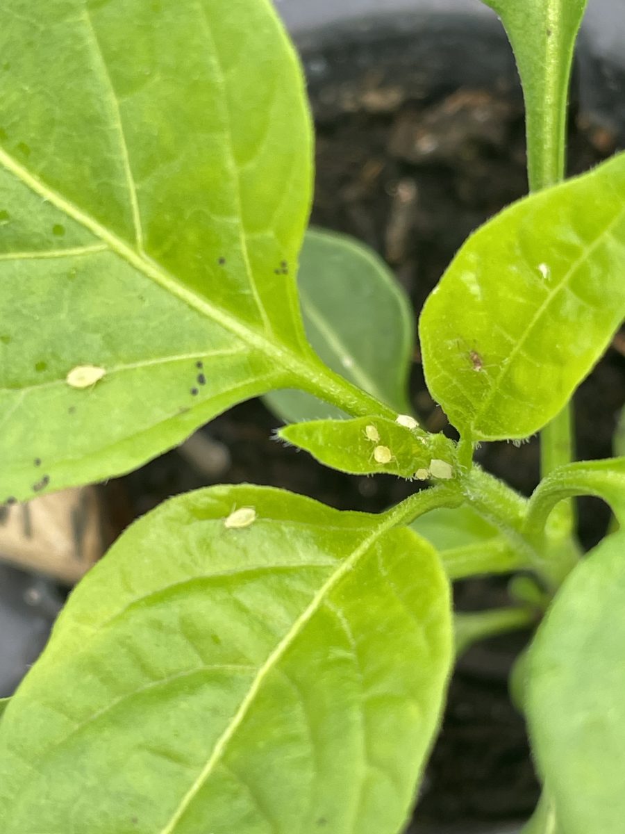 close up of pepper transplant with light green bugs on leaves