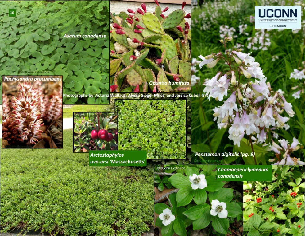 LOW-GROWING GROUND COVERS