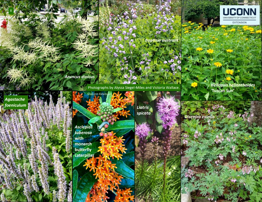NATIVE PERENNIALS FOR GARDEN BEDS