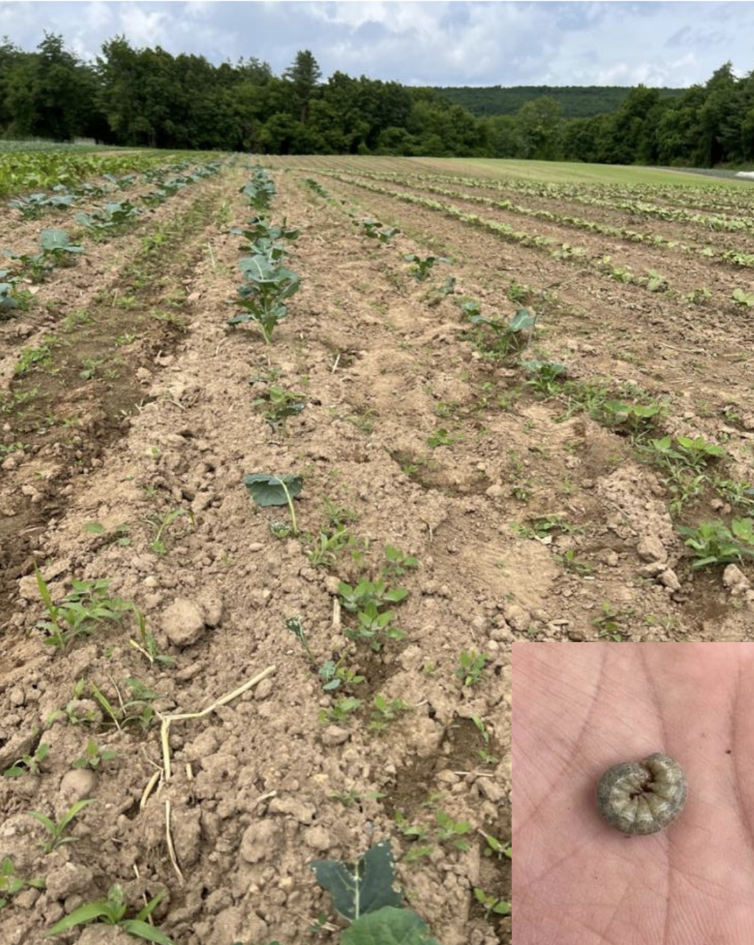 Open hand holding curled cutworm over image of vegetable field with cut plants