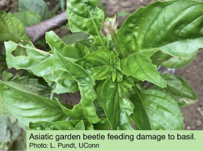 close up of basil plant with chewed leaves