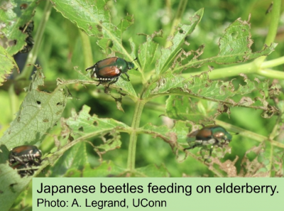three shiny beetles on plant with chewed leaves