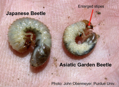 close up of grubs curled in someones hand