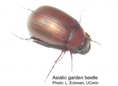 close up of brown beetle