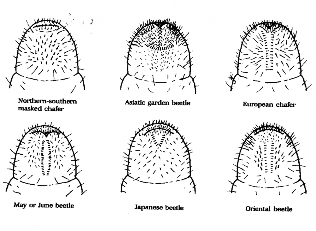 drawing of six types of beetle grubs to show differences