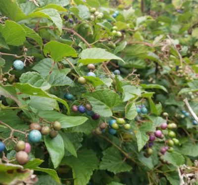 porcelainberry fruit
