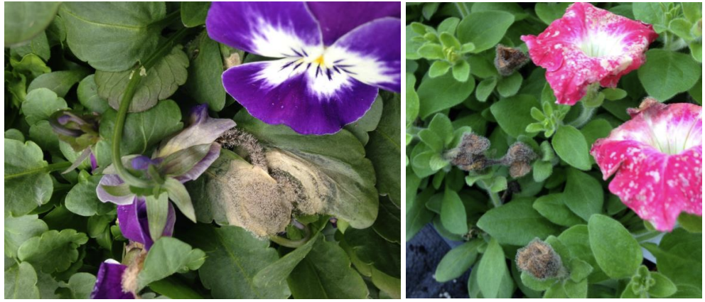 Figures 1 & 2: Botrytis sporulation and flowers with flecks of discoloration during humidconditions on Viola (on left) and petunia blooms (on right). Photos by L. Pundt