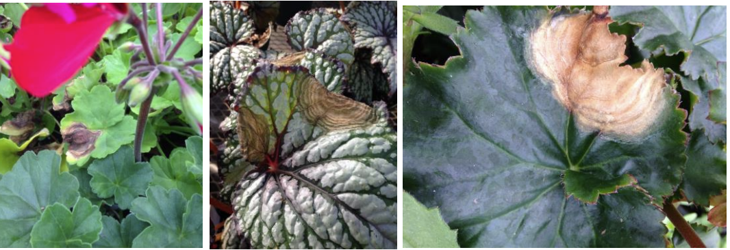 Figures 3 & 4 & 5: Leaf spots develop a zonate pattern on zonal geranium (far left), andbegonia (in middle and on right). Photos by L. Pundt
